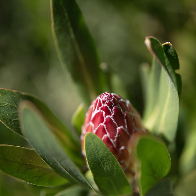 Fynbos Chrysalis Wallpaper