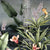 Garden-of-Petra-Charcoal_Detail.jpg