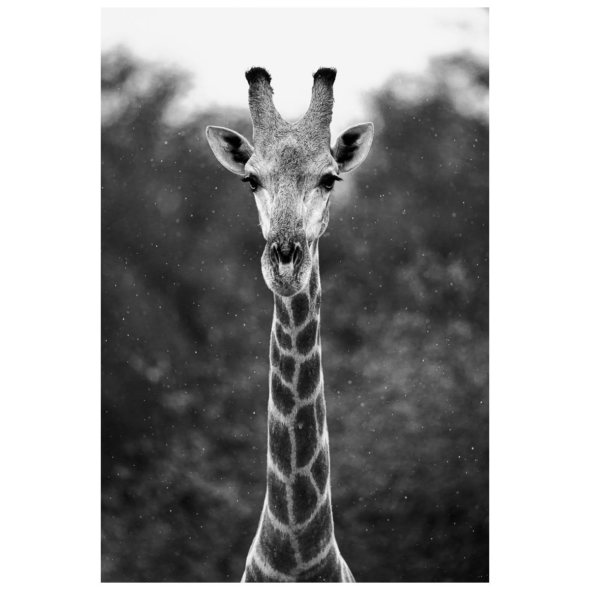 Giraffe.jpg
