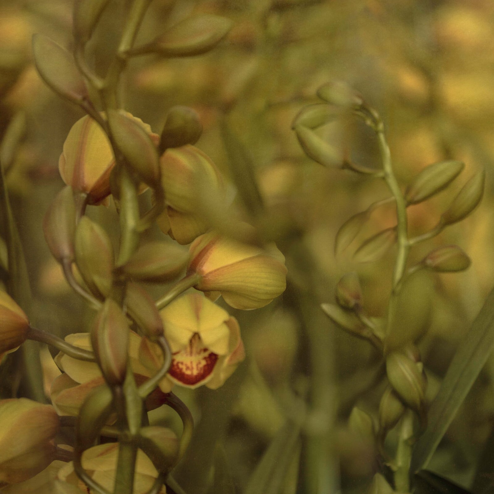 Golden Orchid Wallpaper