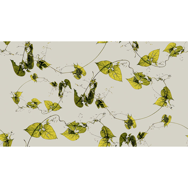 Honey-vine.jpg