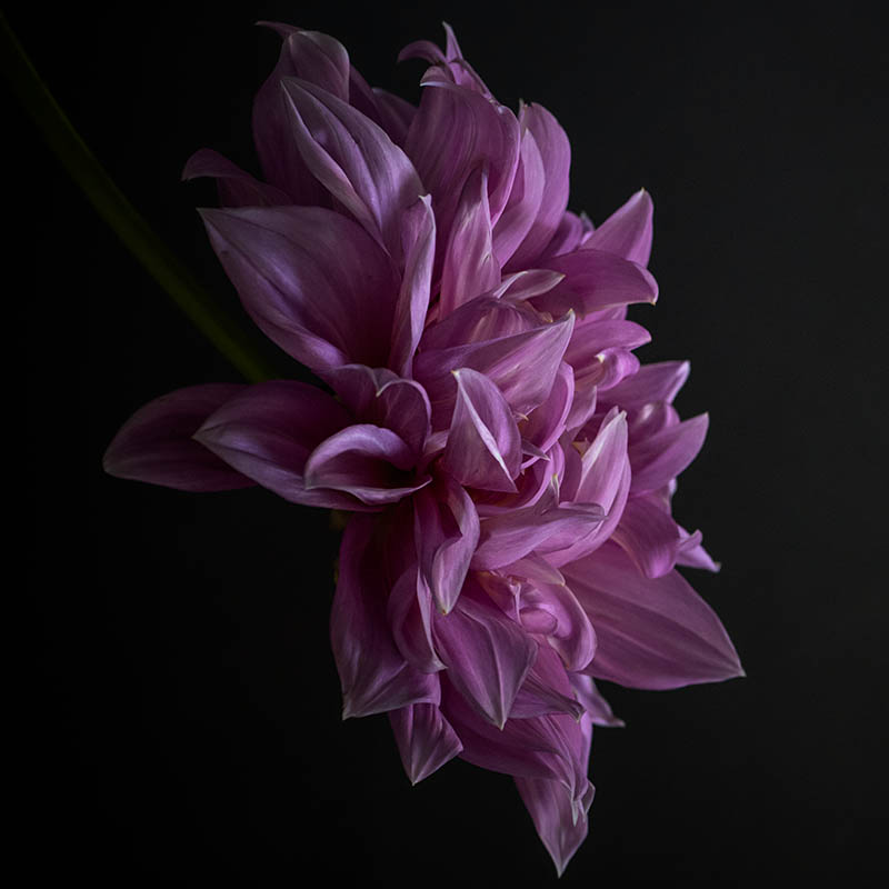 In-Bloom_800x800V2.jpg