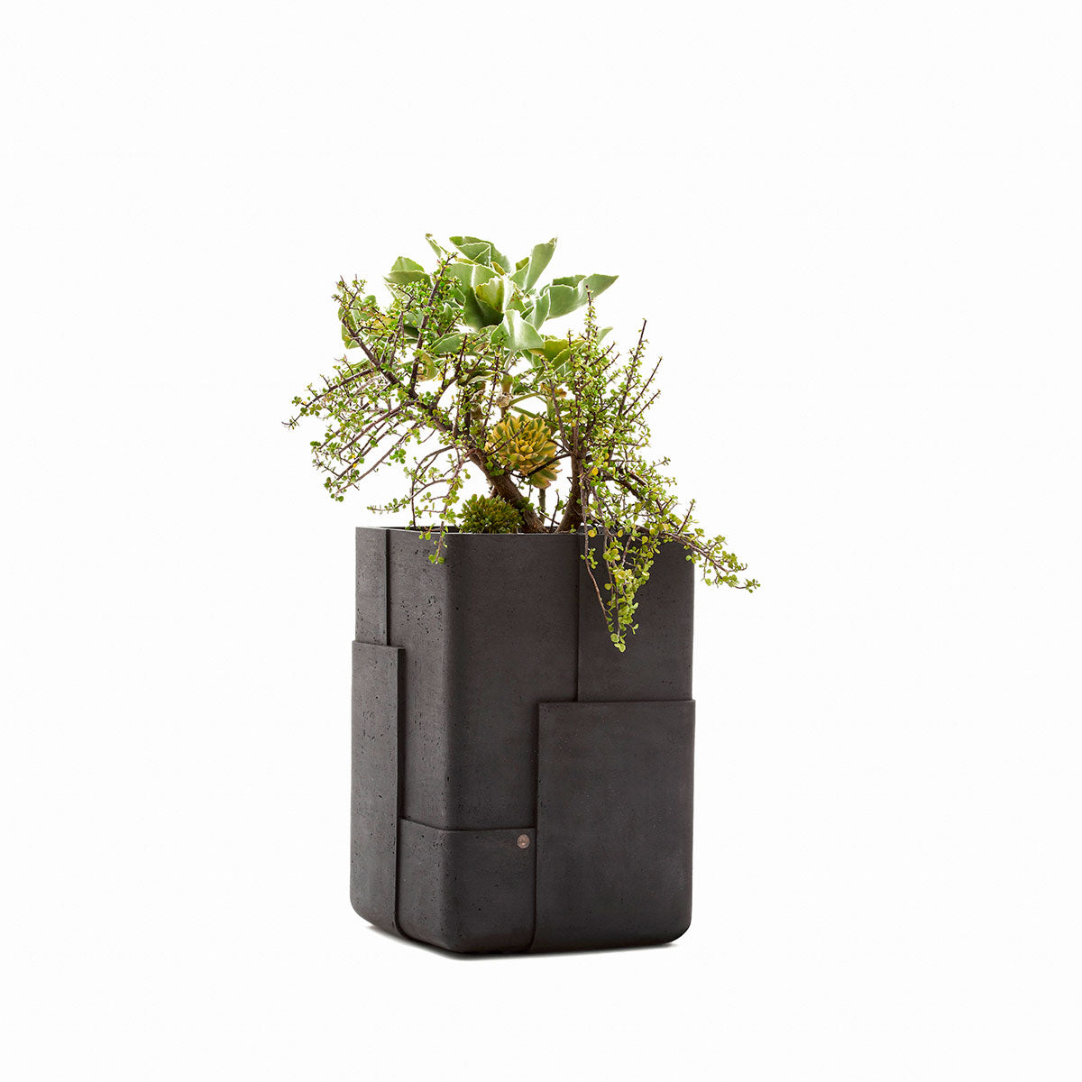 Aarde planter