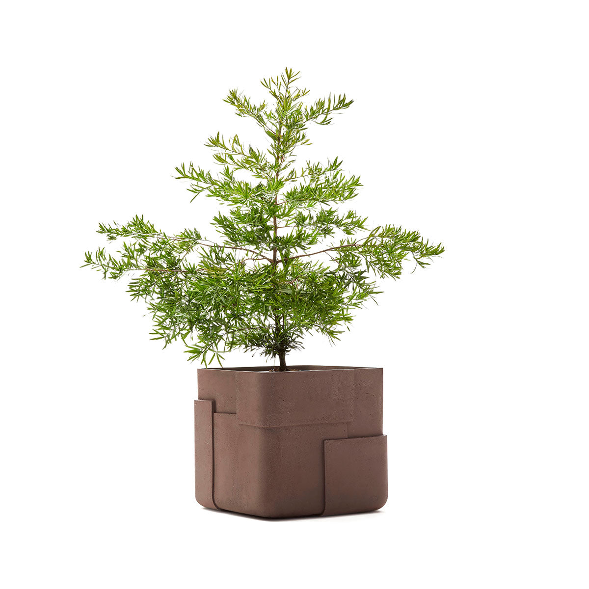 Aarde planter