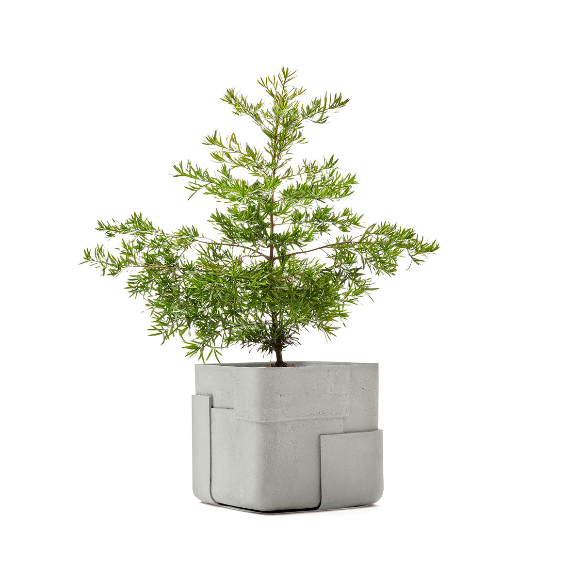 Aarde planter