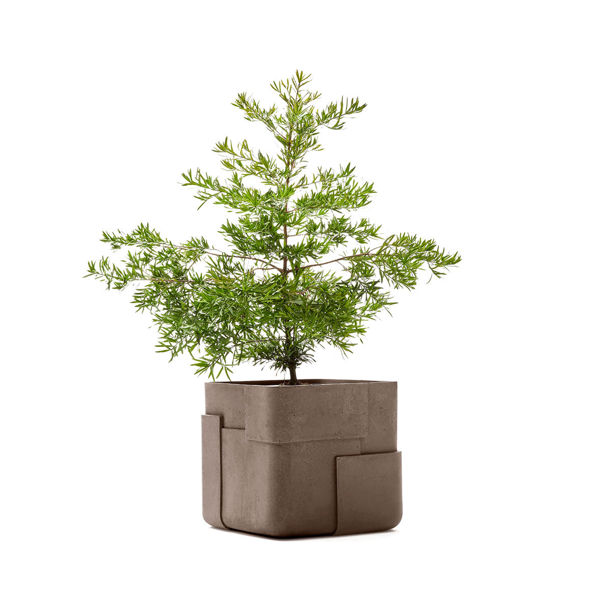 Aarde planter