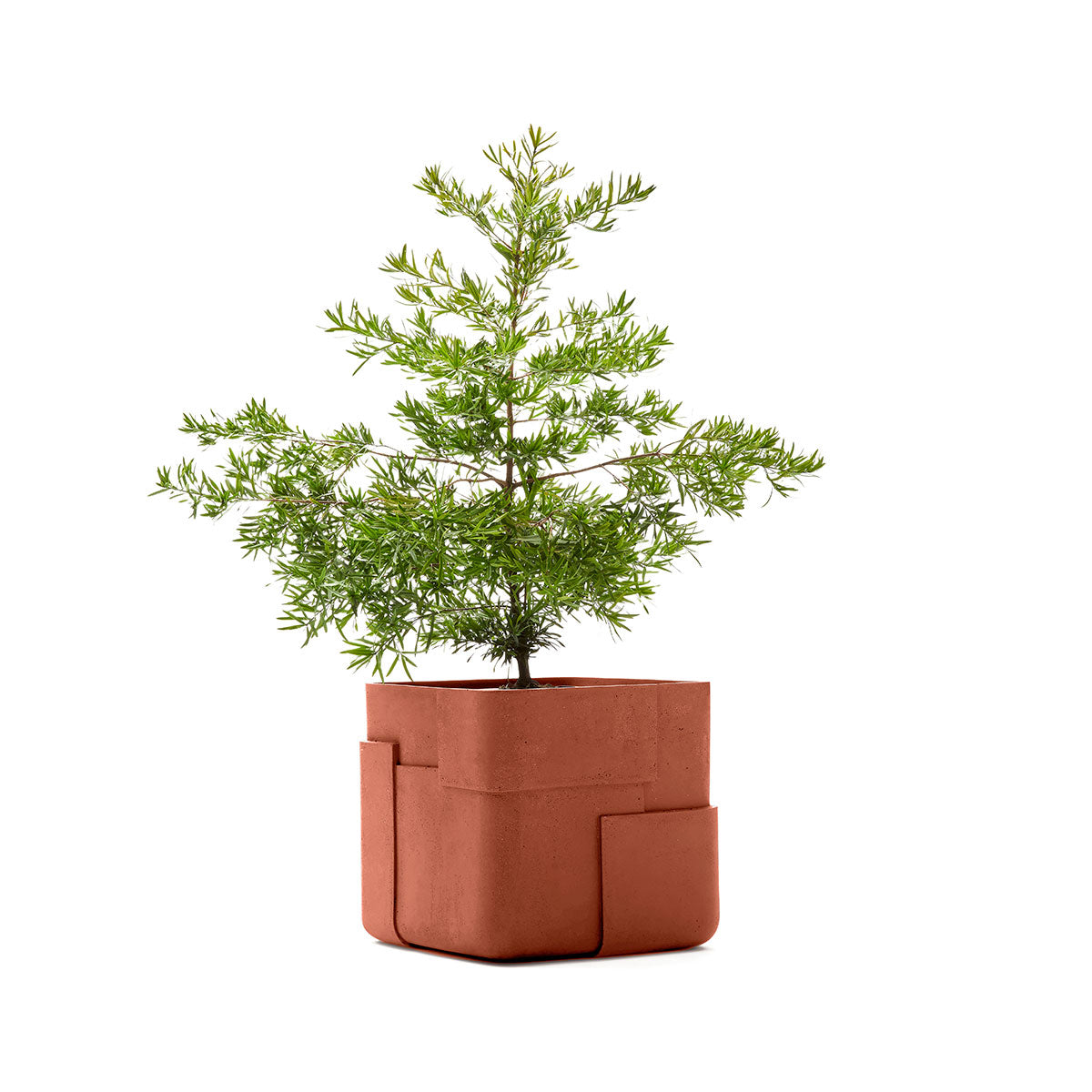 Aarde planter