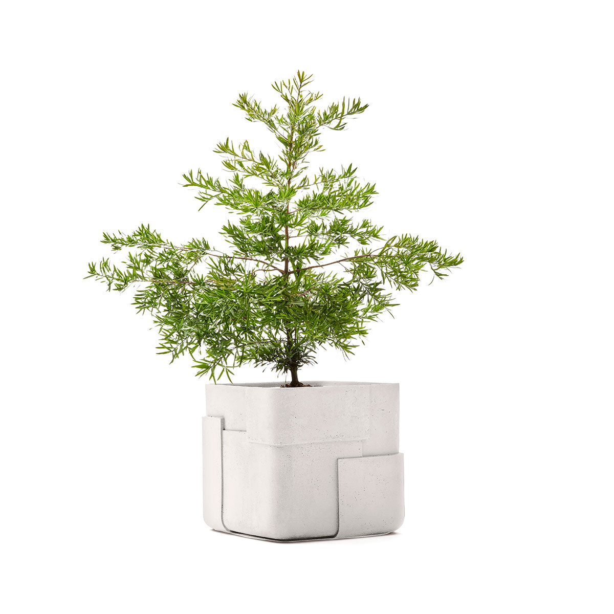 Aarde planter