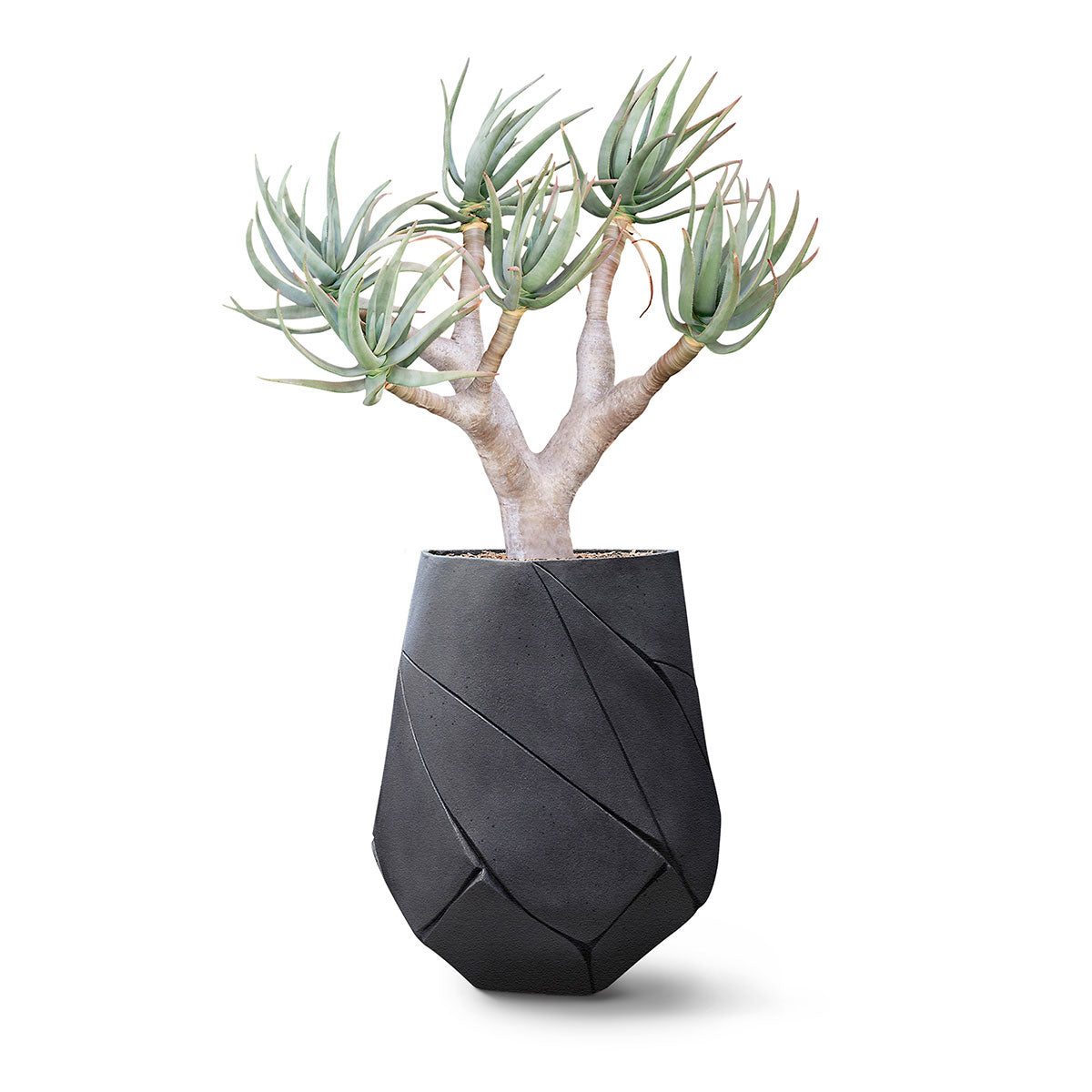 Bhaca Planter