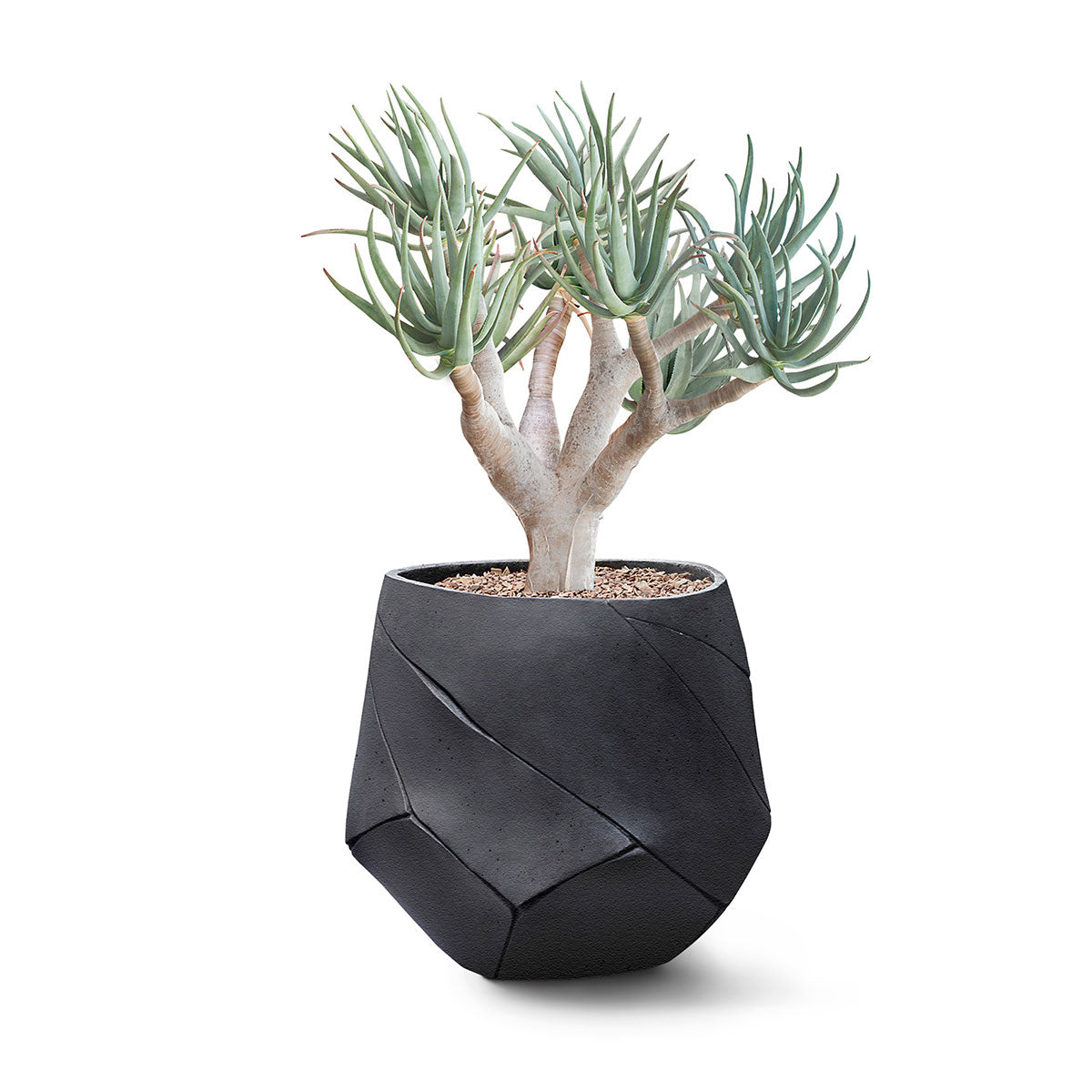 Bhaca Planter