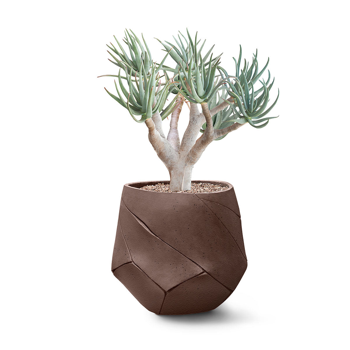 Bhaca Planter