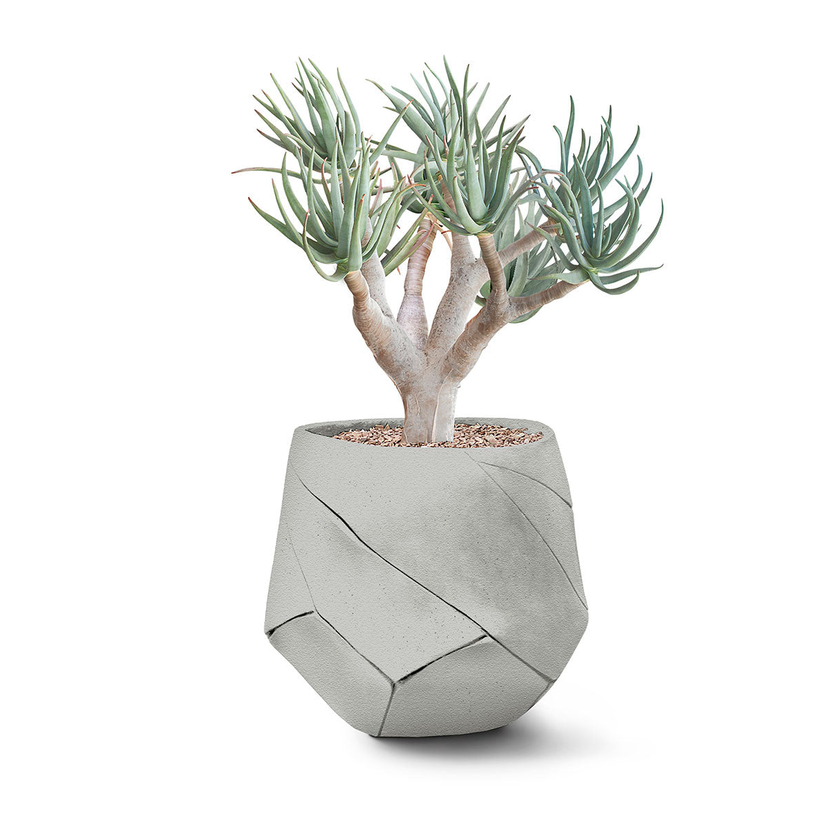 Bhaca Planter