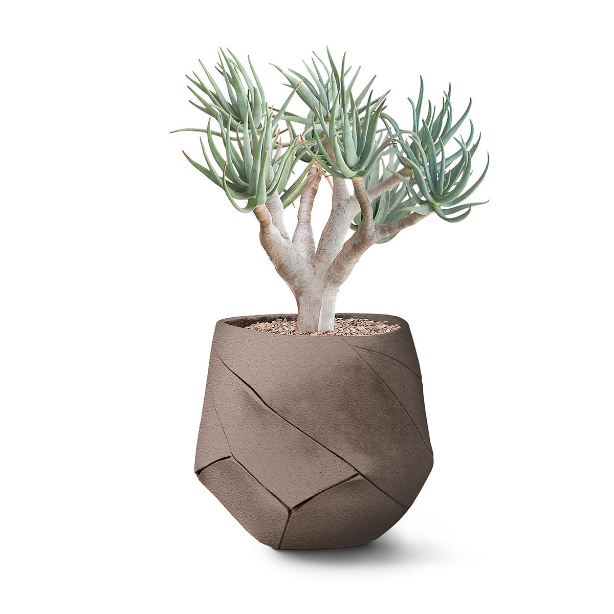 Bhaca Planter