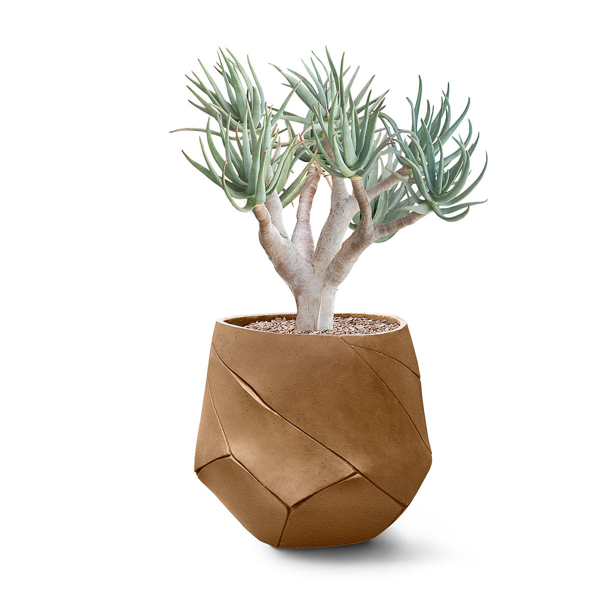Bhaca Planter