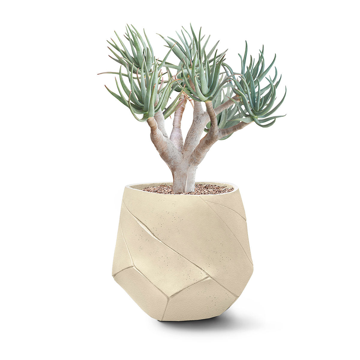 Bhaca Planter