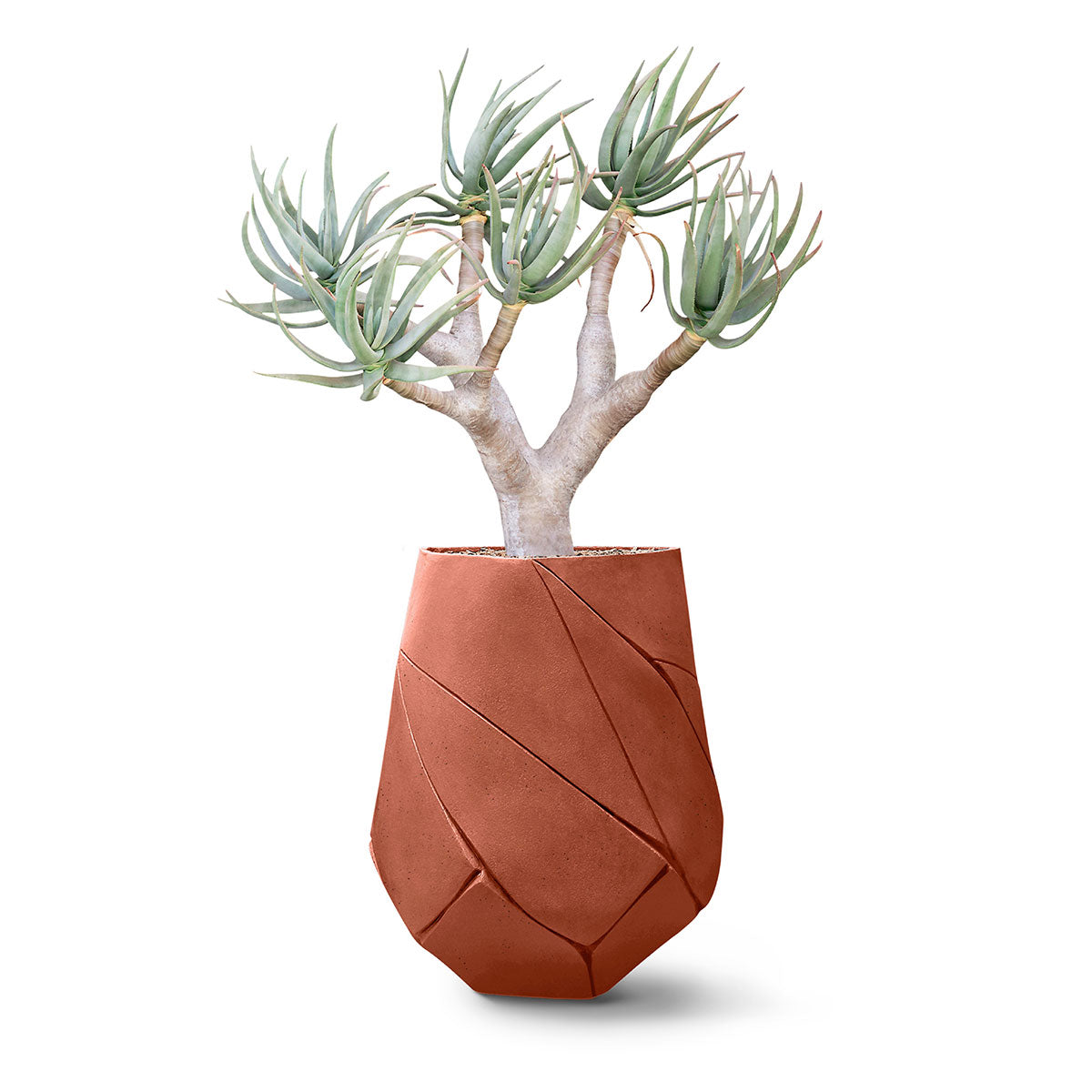 Bhaca Planter