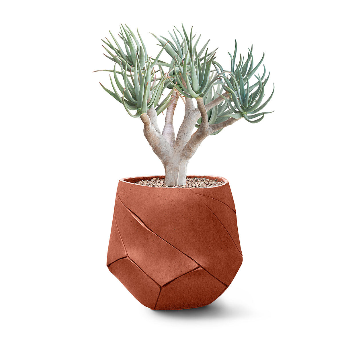 Bhaca Planter