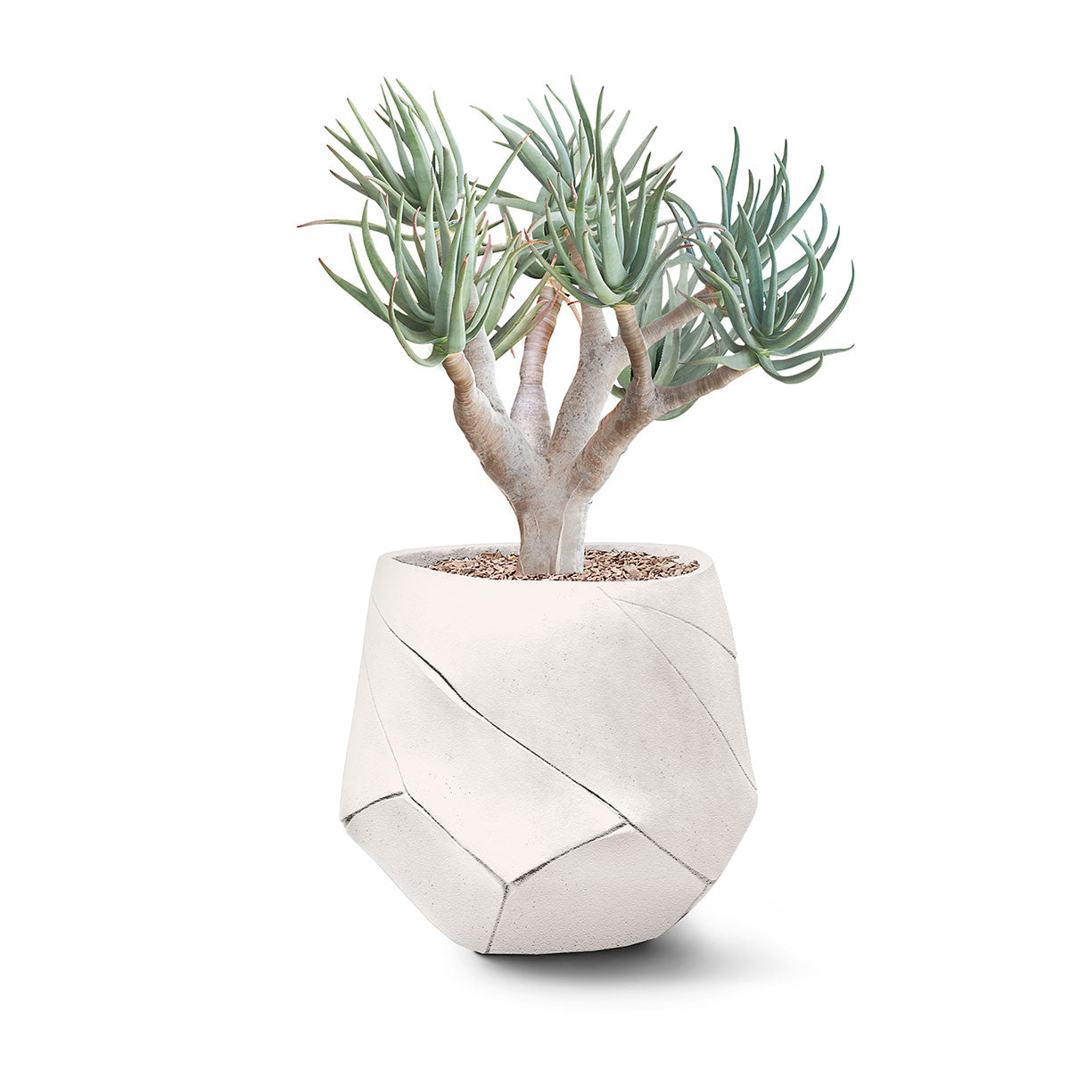 Bhaca Planter