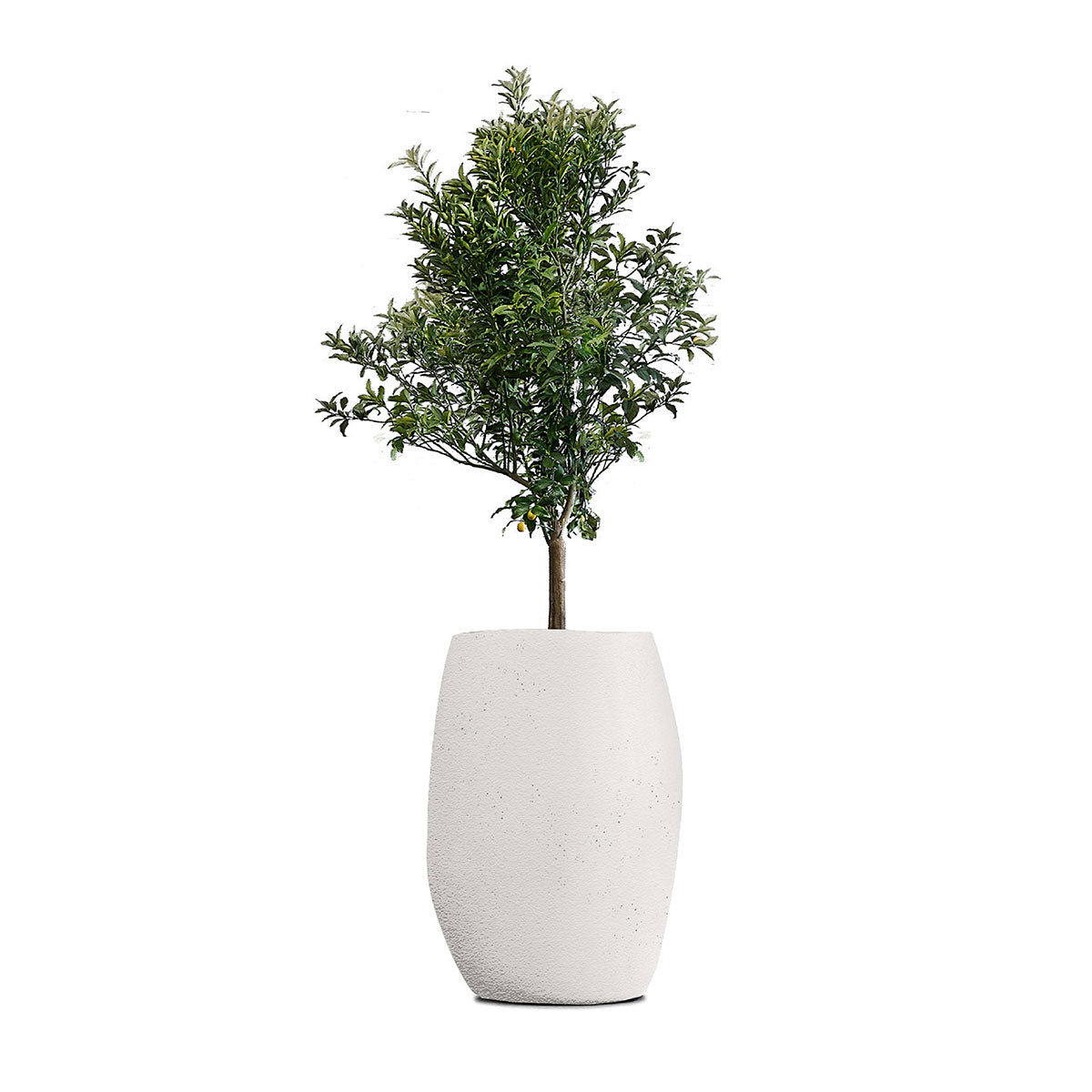 Indigenus_Pebble_White_Tall.jpg