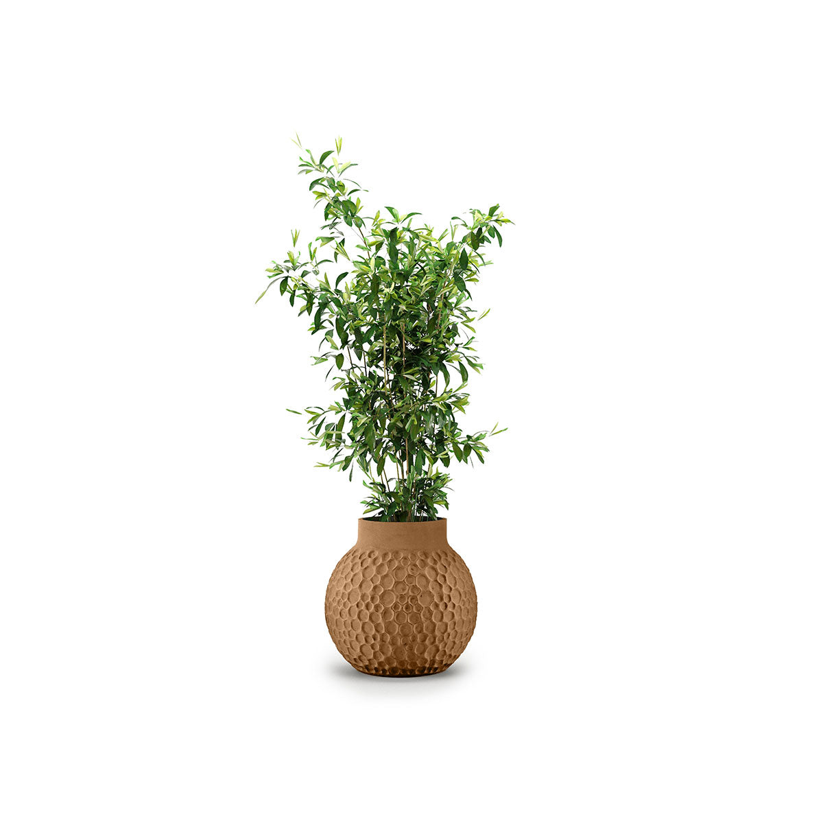Indigenus_Stellar_Nutmeg_Midi_Small.jpg