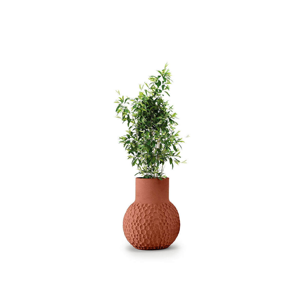 Indigenus_Stellar_Terracotta_Midi_Medium.jpg