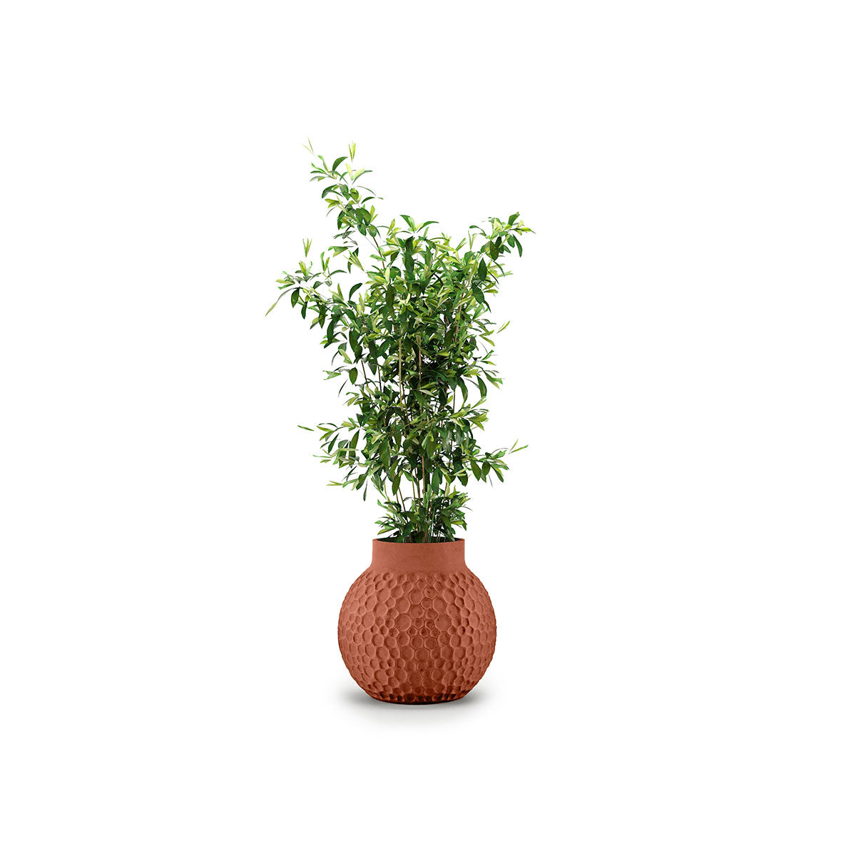 Indigenus_Stellar_Terracotta_Midi_Small.jpg