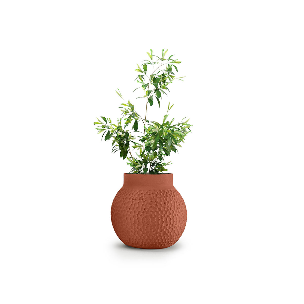 Indigenus_Stellar_Terracotta_Small.jpg