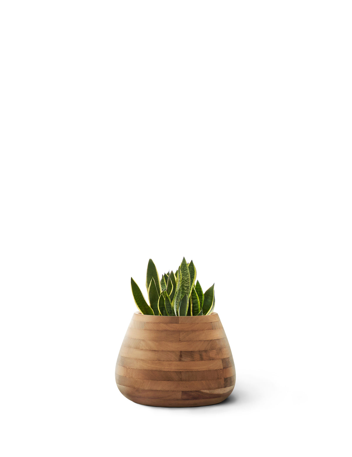 Tuber Planter Wood