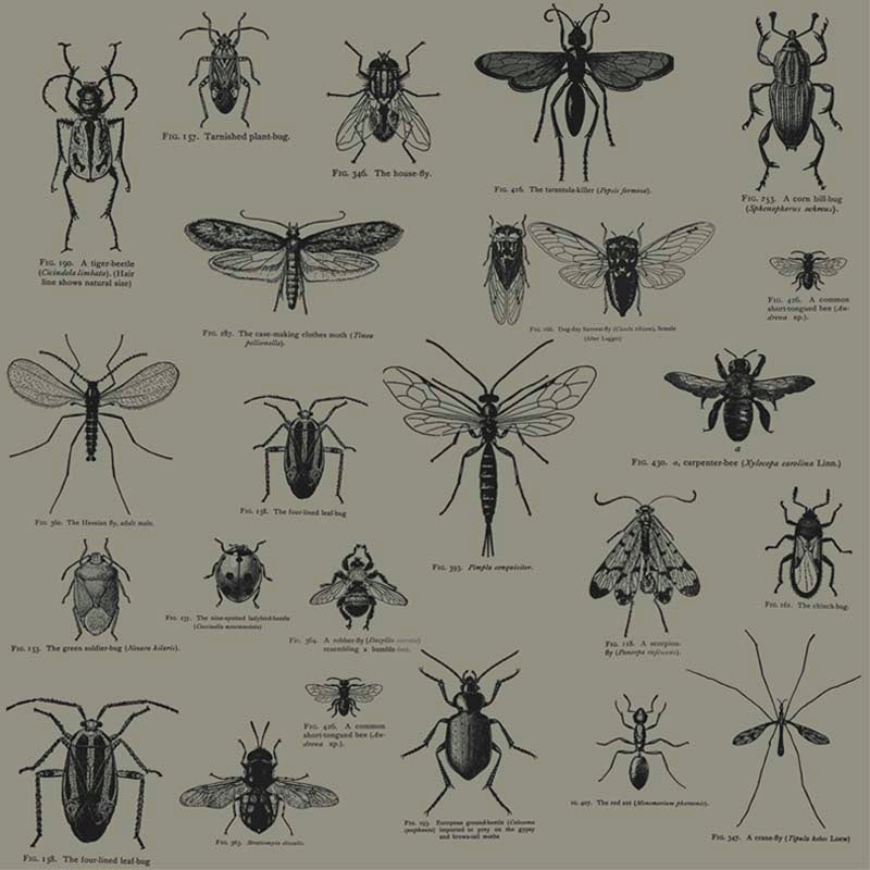 Insect_Brown_thumbnail.jpg
