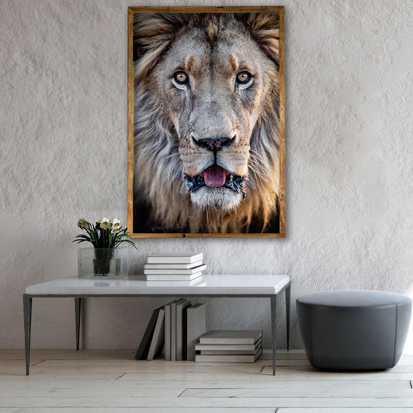 Lion's Stare