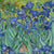 Irises_by_Vincent_van_Gogh-768x768.jpg