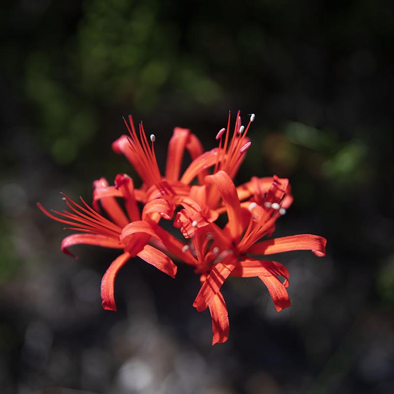 Jewel Lily Wallpaper