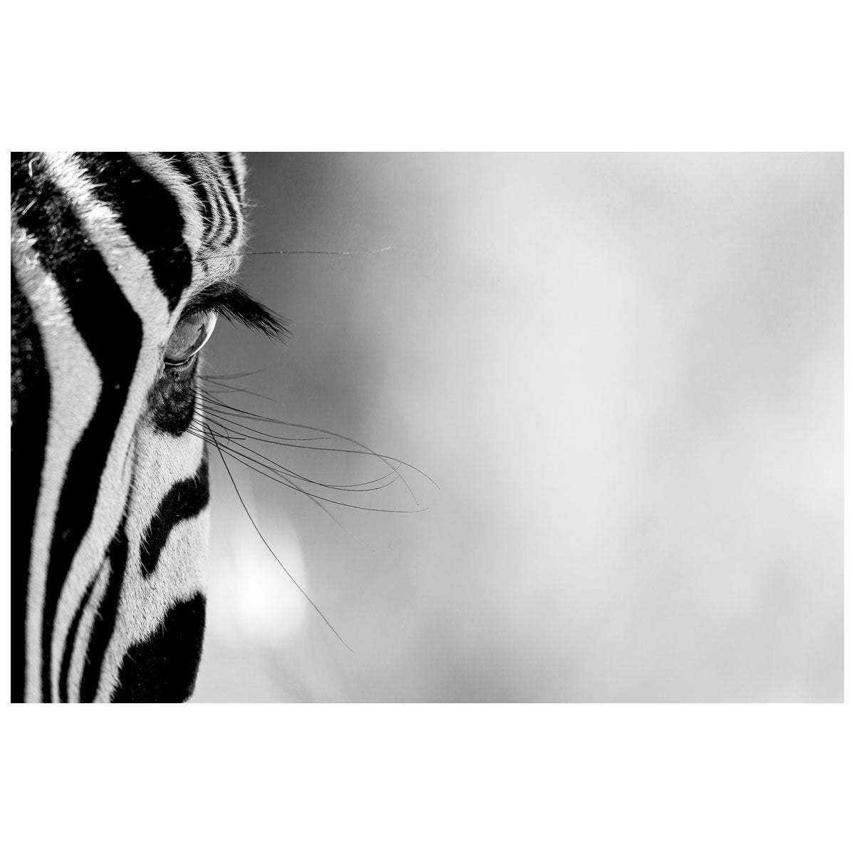 Lashes.jpg