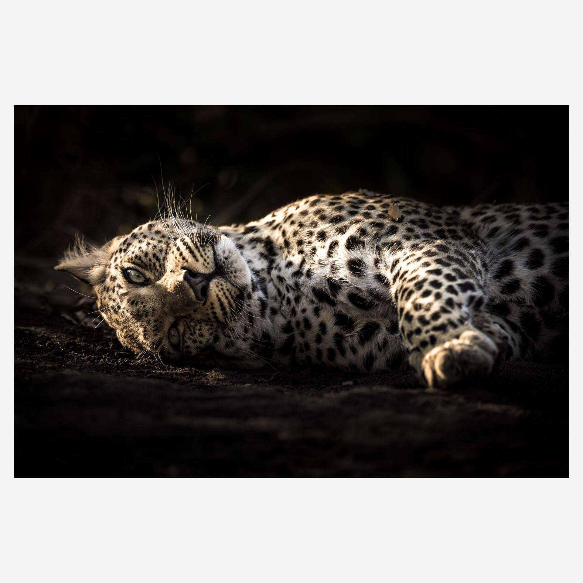 insitu-Lazy-Cat.jpg