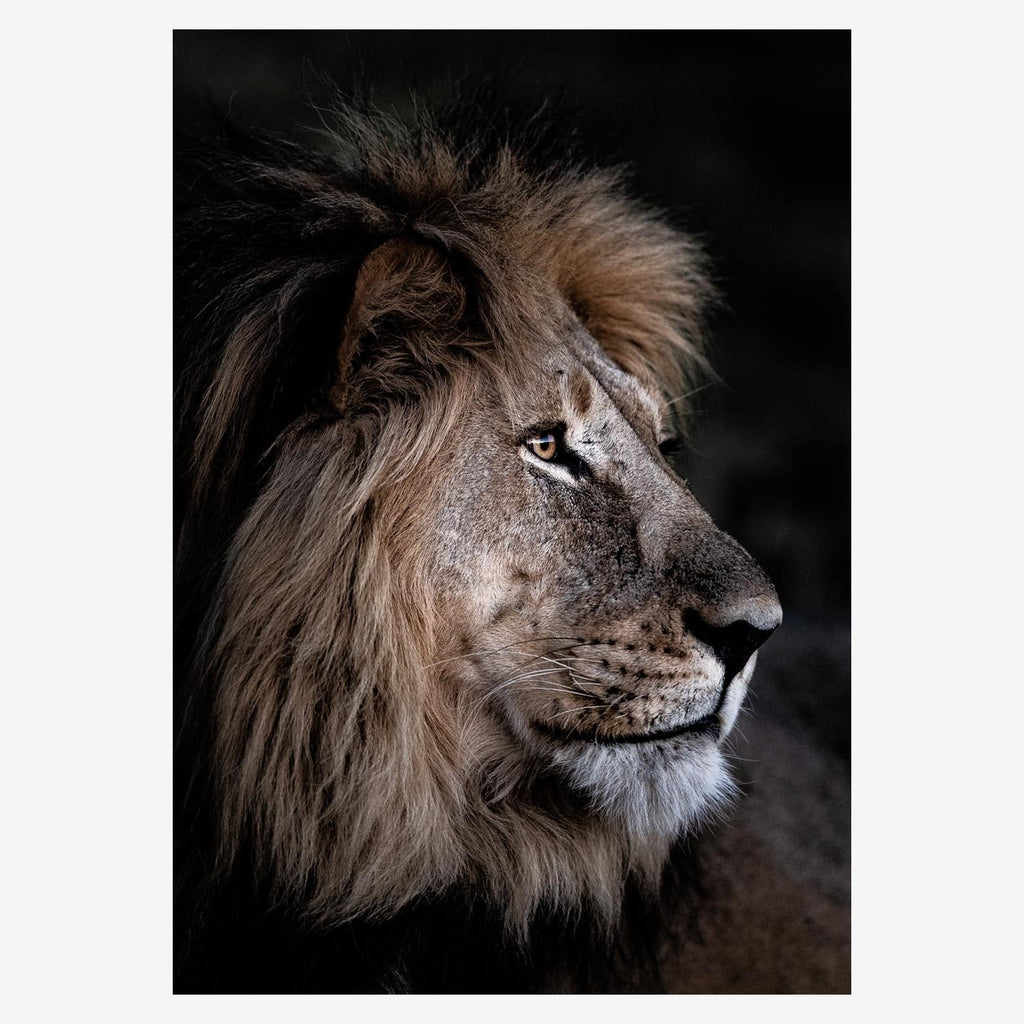 Amazon.com: ZXHYWYM Abstract Lion Wall Art Colorful Lion