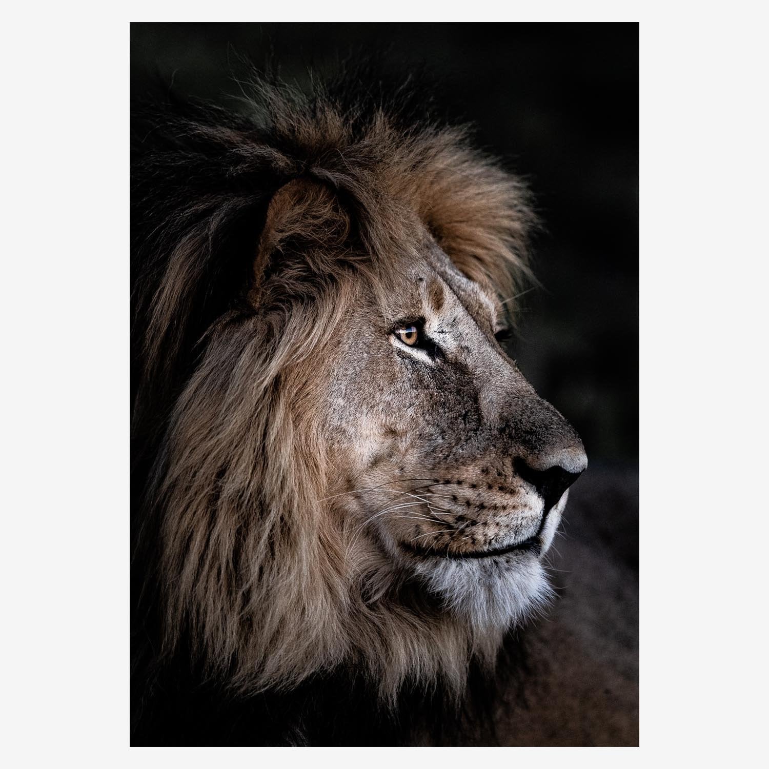 LionProfilenew_32b1aa58-957c-4af3-ae96-b5b9dc0fcb29.jpg