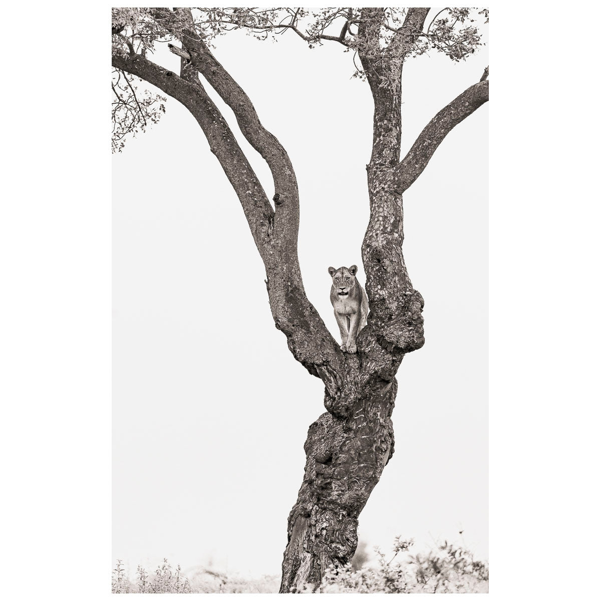 Lioness_20In_20The_20Trees.jpg