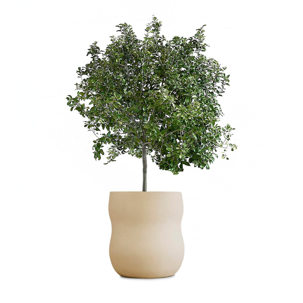 Medium sandstone.png