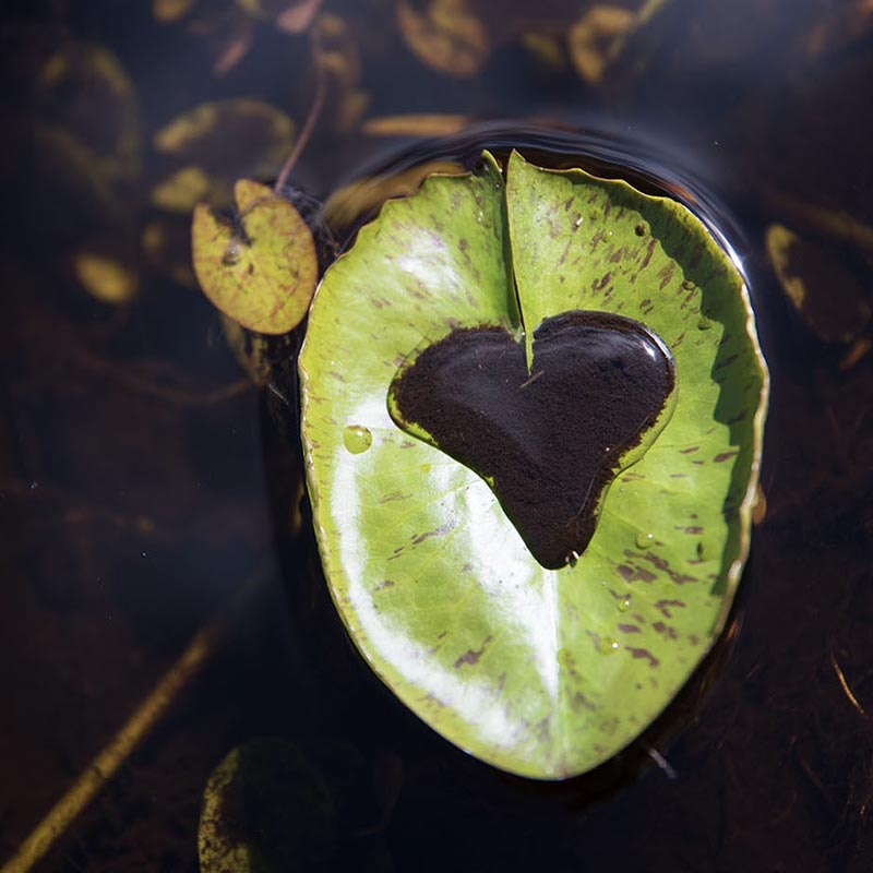 Mud Heart Wallpaper
