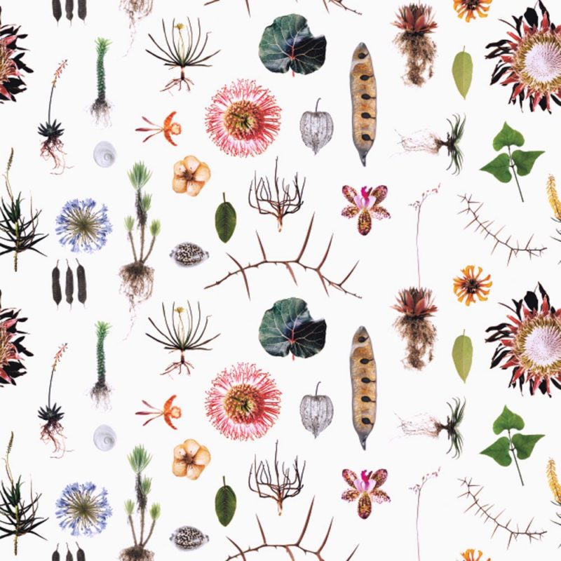 Natural-Curiosities-Clinton-Friedman-e1468588978624.jpg