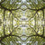 Oak-Mandala.jpg