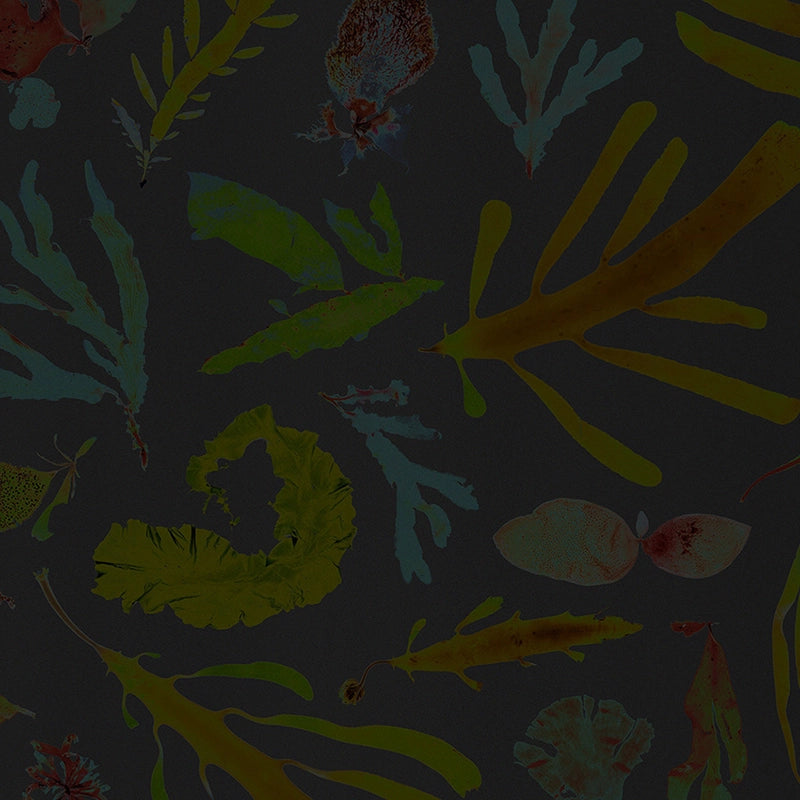 Oceanic-Dreams-by-CF-1.webp