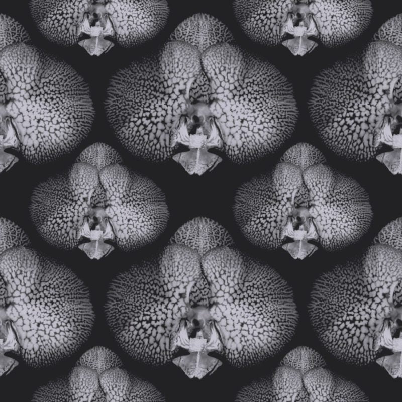 Oceanic-Orchid-Clinton-Friedman-e1468588946912.jpg