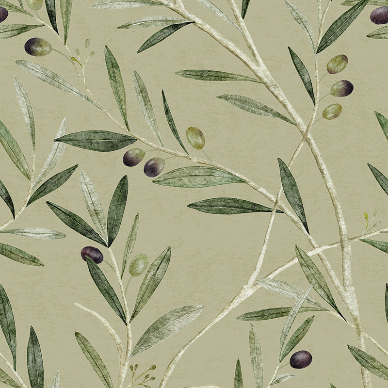 Amazing Eye Care Olive Branch Moment Nature Amazing Eye Care Olive Branch Moment Nature