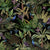 Peacocks and Petals – Black Wallpaper