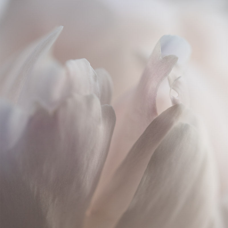 Perfume_800x800_shirene-briell.jpg