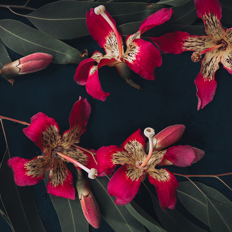Queen-of-ceiba-Flat-Image.jpg