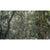 Rain-Forest.jpg