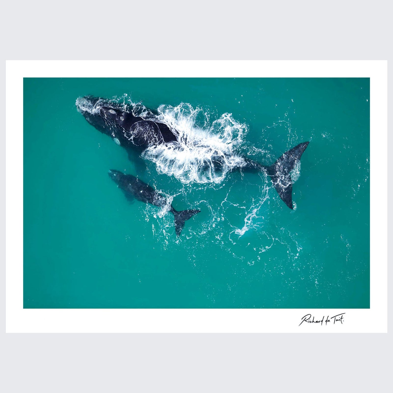 RdT_150Southern_Right_Whales__Agulhas__South_Africa.jpg