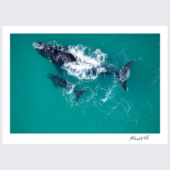 RdT_150Southern_Right_Whales__Agulhas__South_Africa.jpg